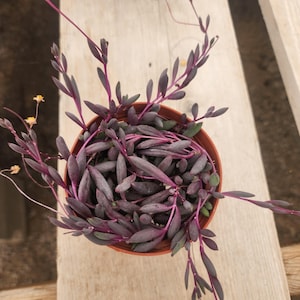 String Of Rubies Succulent: Ruby Necklace Plant In 4 Inch Live Pot