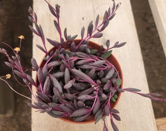 String of Rubies Succulent Trailing Othonna Capensis Ruby Necklace Plant Live Hanging Plant in 2", 4", 6" Pot Low Maintenance Gift
