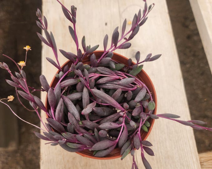 String of Rubies Succulent Trailing Othonna Capensis Ruby Necklace Plant Live Hanging Plant in 2", 4", 6" Pot Low Maintenance Gift