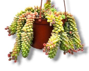 Sedum Burros Tail Hanging Live Succulent Donkey Tail Trailing Long Plant Potted Succulent Gift for Plant Lovers Mom Gift Succulent 2/4/6"