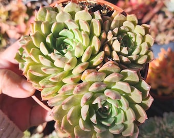 Echeveria Olivia Succulent – Rare Rosette Plant, Easy Care Indoor Succulent Gift, Potted Houseplant for Desk or Tabletop Decor