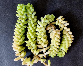 Live Sedum Burrito Succulent Cutting Burros Tail Donkey Tail Cutting DIY Garden Filler Wall Art Vertical Gardening Hanging Trailing Rooted