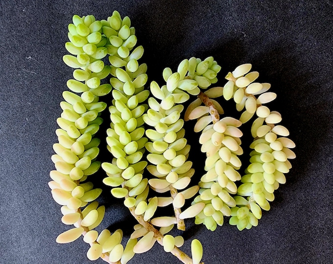Live Sedum Burrito Succulent Cutting Burros Tail Donkey Tail Cutting DIY Garden Filler Wall Art Vertical Gardening Hanging Trailing Rooted