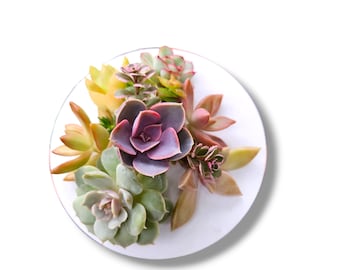 6pcs live mini succulent cuttings for pixie fairy dish garden DIY projects FREE SHIPPING