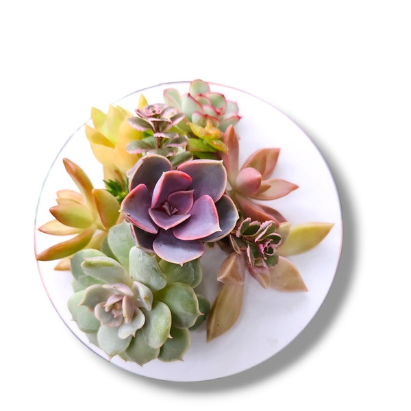 6pcs live mini succulent cuttings for pixie fairy dish garden DIY projects FREE SHIPPING