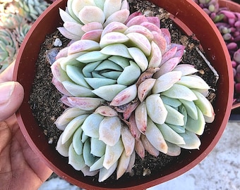 Succulent Echeveria Elegans Mexican Snowball Rosette Plant Live Gift Easy Care Houseplant Fairy Garden DIY Arrangement Garden Decor Accent