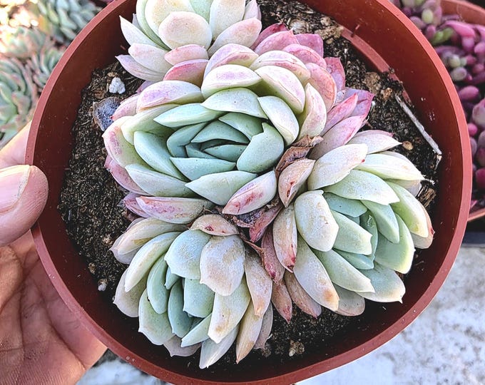 Succulent Echeveria Elegans Mexican Snowball Rosette Plant Live Gift Easy Care Houseplant Fairy Garden DIY Arrangement Garden Decor Accent