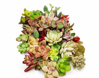 12 Succulent Cuttings Starter Kit Beginner Friendly Unrooted Plant Bundle Easy Propagation
