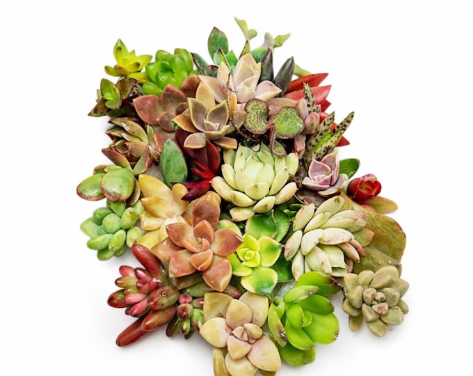 12 Succulent Cuttings Starter Kit Beginner Friendly Unrooted Plant Bundle Easy Propagation