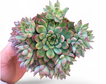 Rare Variegated Echeveria Mebina Princess Clustered 4 Inch Live Succulent Plant Bare Root