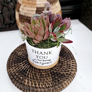 Thank You Succulent Gift for Coworkers Clients Teachers Mini Desk Plan