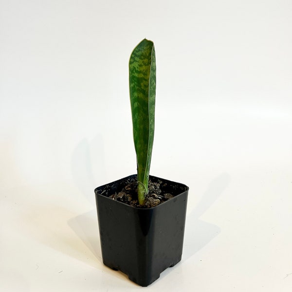 Dracaena Masoniana Whale Fin Plant Rooted Cutting (US Seller)