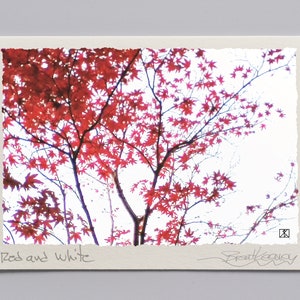 Blank colorful abstract tree photo cards Set of five.