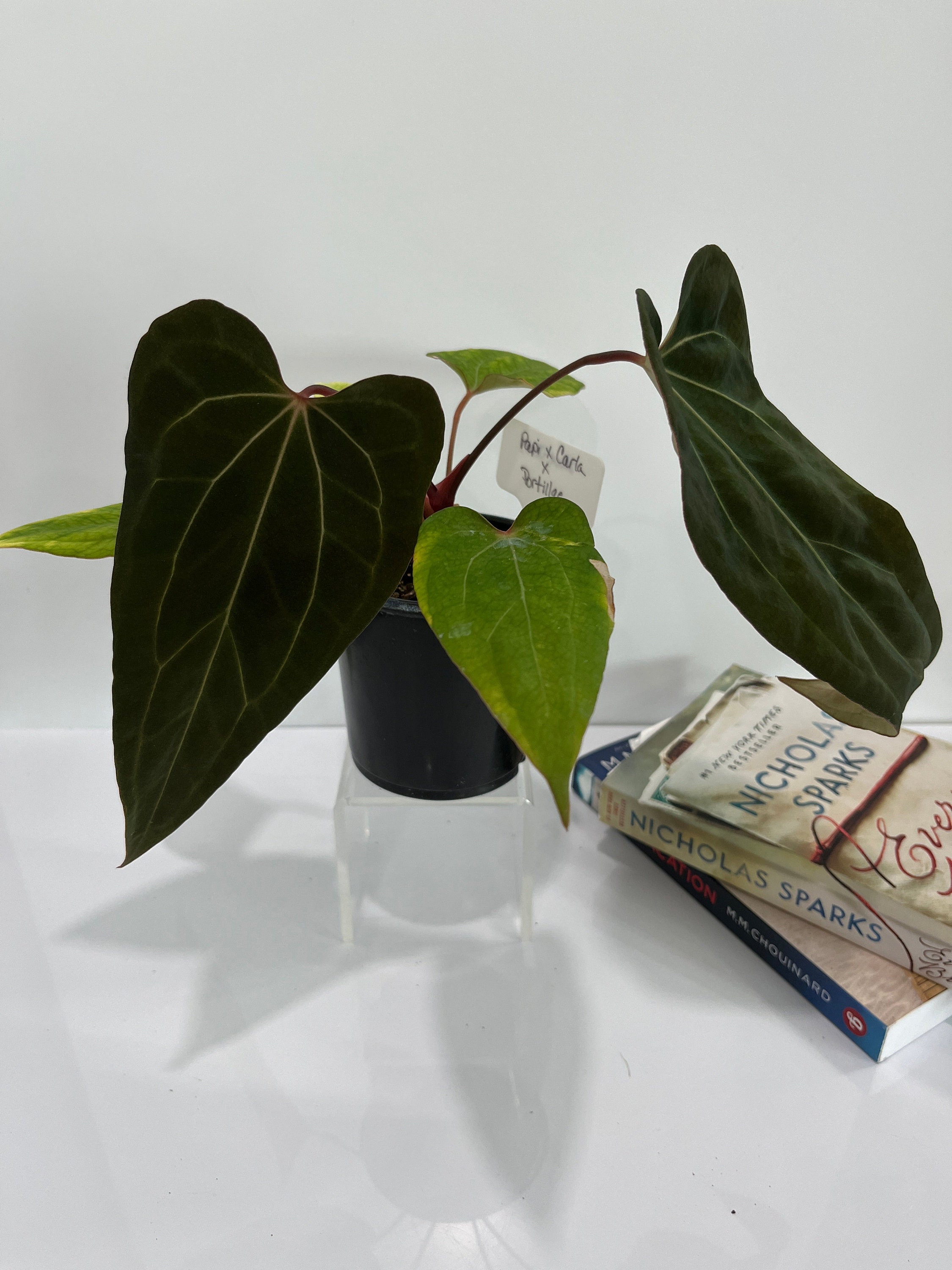 Anthurium (papi X Carla) X Portillae - Etsy