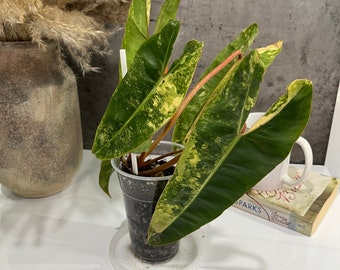 Philodendron Variegated Billietiae