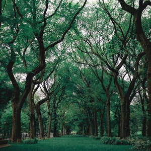 Puede incluir: Un bosque verde y exuberante con árboles altos y un camino que conduce a través del centro. Los árboles tienen una copa de hojas, creando un área sombreada.