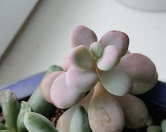 Graptopetalum Amethystum | feuilles et branches enracinées