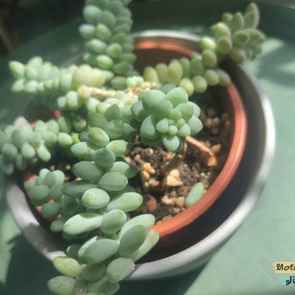 Sedum morganianum 'Burrito' | gewortelde bladeren en takken - miniatuur sedum succulent