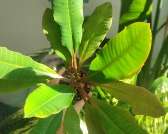 Euphorbia leuconeura 'Madagascar jewelry' | Babypflanzen oder Samen