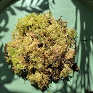 Halfvochtig veenmos - zakje van 500 gr