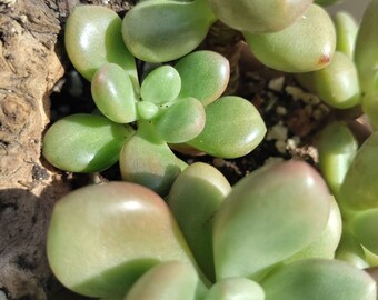 Graptopetalum cavier | feuilles et branches enracinées