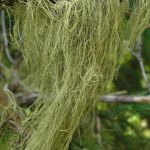 Usnea, Beard Lichens, Old man&#39;s beard, String of sausages lichen
