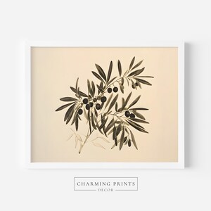 May include: A vintage botanical illustration of an olive branch with dark green leaves and black olives. The illustration is on a cream background and framed in a white frame.