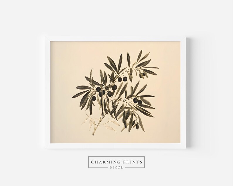 May include: A vintage botanical illustration of an olive branch with dark green leaves and black olives. The illustration is on a cream background and framed in a white frame.