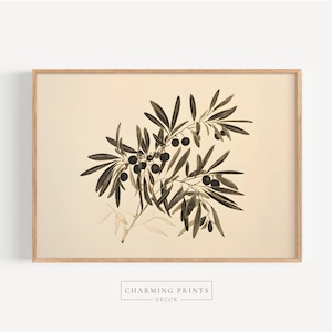 May include: A vintage botanical illustration of an olive branch with dark green leaves and black olives. The illustration is printed on a cream-colored background and framed in a light wood frame.