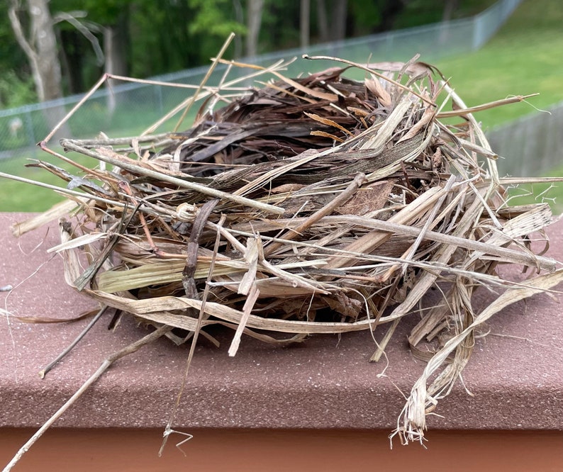 BN7 Delicate Real Bird Nest Cat Bird Crafting Art Display Etsy