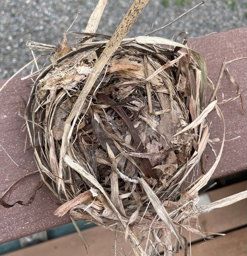 BN7 Delicate Real Bird Nest Cat Bird Crafting Art Display Etsy