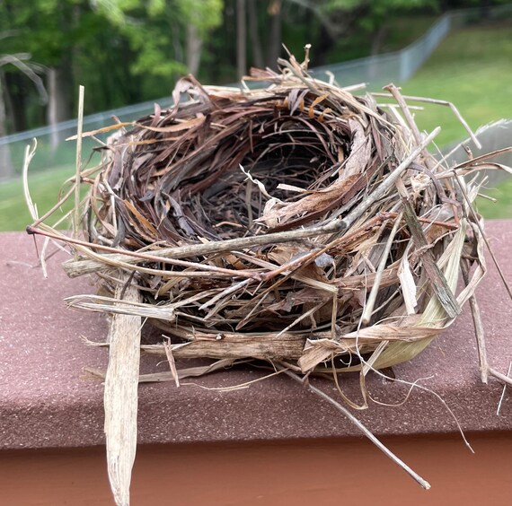 BN7 Delicate Real Bird Nest Cat Bird Crafting Art Display Etsy