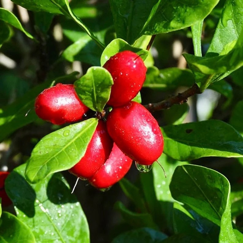 Miraculine, Baie du Miracle, de 5 à 60 Fruit Miracle séché, Syncepalum  Dulcificum. -  France