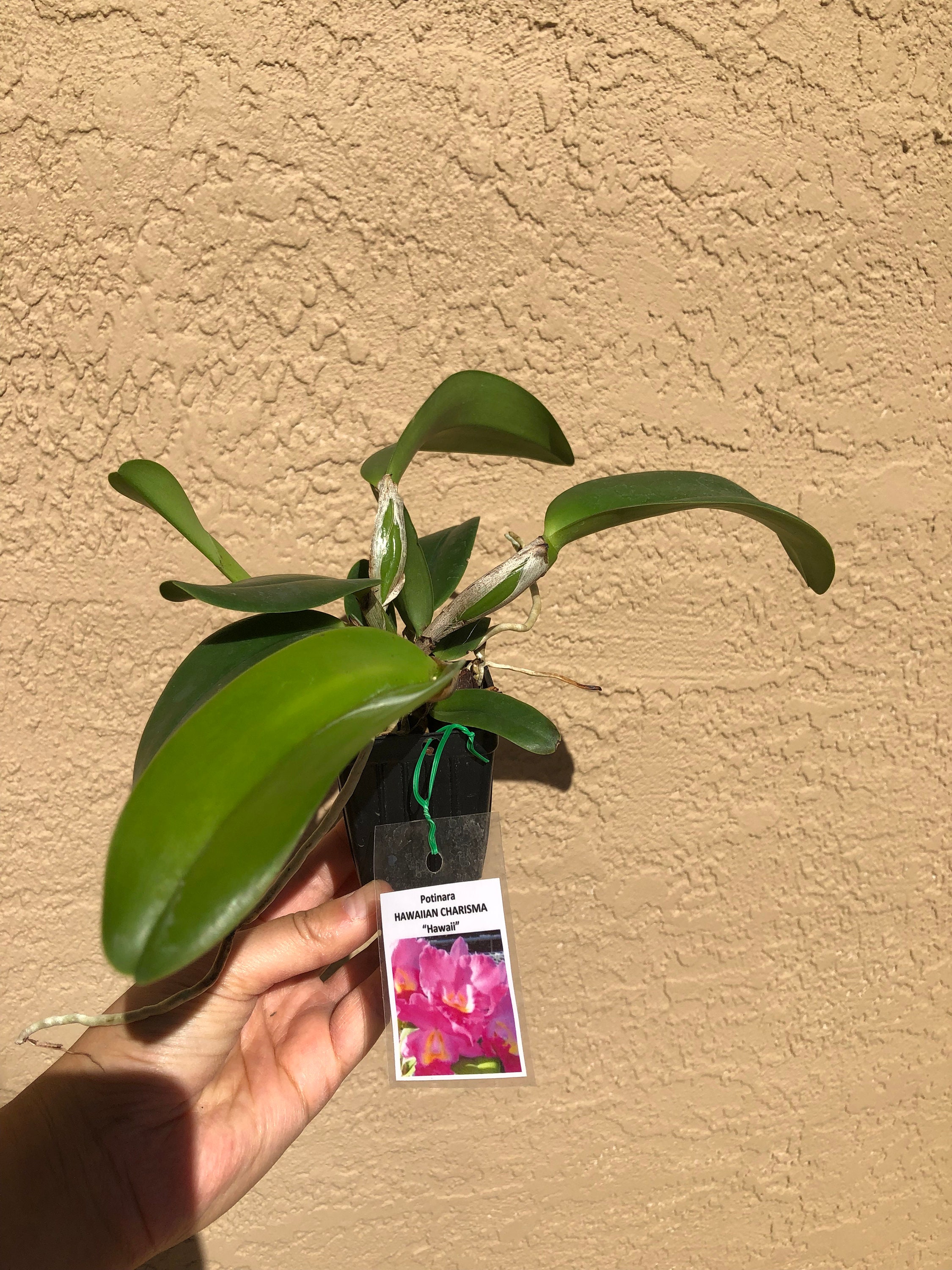 Potinara Hawaiian Charisma hawaii Etsy