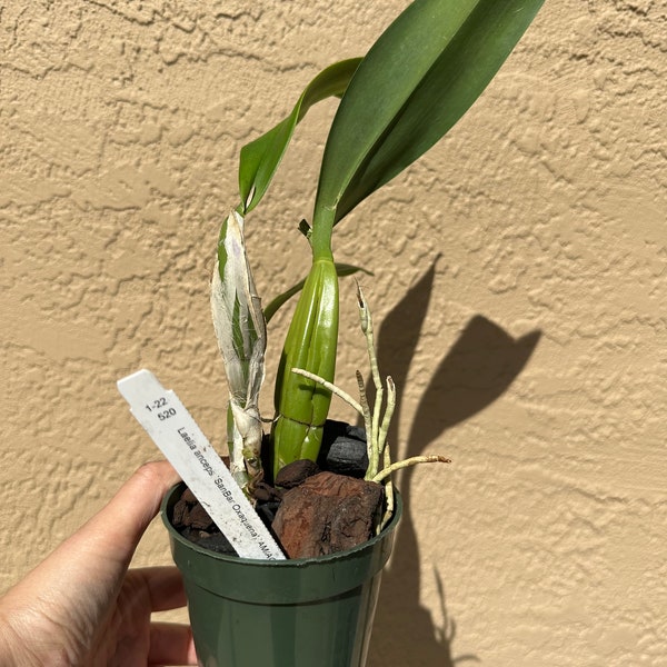 Laelia anceps "San Bar Oxaquena" AM/AOS