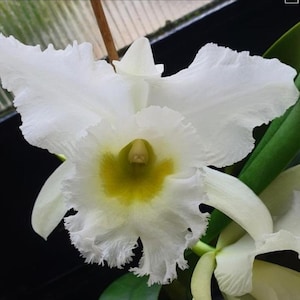 May include: Close-up of a white orchid flower with a yellow center. The petals have a ruffled edge. Green leaves and stems are visible in the background. The flower is in full bloom.