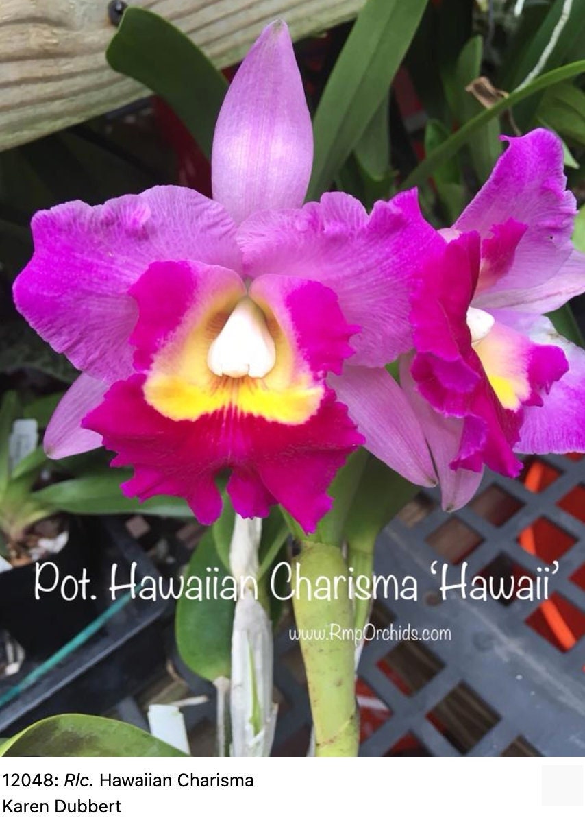 Potinara Hawaiian Charisma hawaii Etsy