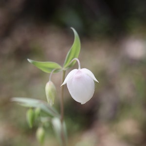California, Fairy Lantern, White Globe Lily, Digital Download, Flower Wall Art, Cottage Wall Art,Flower Photography,Wildflower Photo,15x22.5