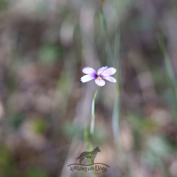 California, Blue Eyed Grass, Digital Download, Purple Flower, Flower Wall Art, Floral Wall Art, Cottage Wall Art, Flower Photograph, 15x22.5