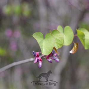 California, Redbud, Digital Download, Flower Wall Art, Cottage Wall Art, Flower Picture, Flower Photography, Wildflower Photo, Plant,22.5x15