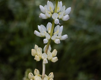 Pale Yellow and White Lupine, Yellow Flowers, White Flowers, Digital Download, Wall Art, Wall Hangings, Home Decor, Flower Wall Decor,Flower
