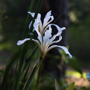 California Douglas Iris in the Forest, Instant Digital Download, Wall Art, Home Decor, 22.5 x 15, Flower Photography, Nature Photography