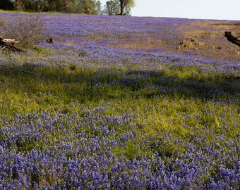 Field of Purple Lupine in the Springtime in California, Digital Download, Wall Art, Nature Wall Art, Wall Hangings, Home Decor,Purple Flower