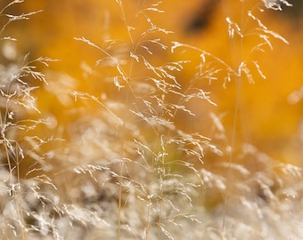 Golden Grass with Blurred Aspen Trees in the Background, Instant Download, Home and Office Decor, Wall Hangings, Autumn Wall Art, Nature Art