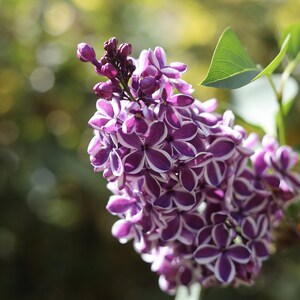 Sensation Lilac, Digital Download, Purple Lilac,  Flower Wall Art, Floral Decor, Lilac Flower Wall Art, Purple Flower, Flower Photo, 22.5x15