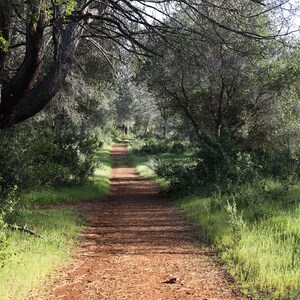 Hiking Path in the Late Afternoon Sun, California, Springtime, Digital Download, Nature Photography, Home Decor, Digital Print, Wall Hanging