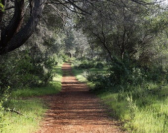 Hiking Path in the Late Afternoon Sun, California, Springtime, Digital Download, Nature Photography, Home Decor, Digital Print, Wall Hanging