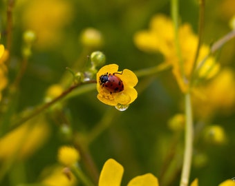 Bright Buttercup with Ladybug and Reflective Raindrop, Digital Download, Wall Art, Nature Wall Art, Home Decor, Wall Decor, Wall Hangings