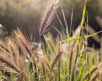 Artistic Photo of Grasses Backlit by Sunlight, Digital Download, Wall Art, Wall Hanging, Home Decor, Nature Wall Art, Abstract Wall Art