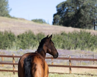 Beautiful Bay Horse Looking into the Distance, Digital Download, Animal Wall Art, Horse Wall Art, Wall Hanging, Home Decor, Equine Wall Art